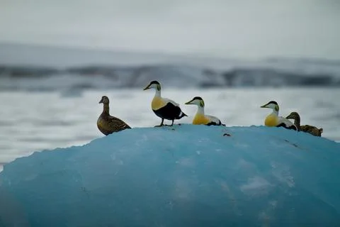 Eider Ducks on Arctic Ice Stock Photos