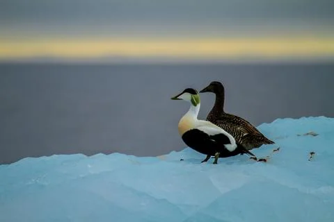 Eider Ducks on Arctic Ice Stock Photos