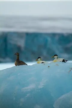 Eider Ducks on Arctic Iceberg Stock Photos