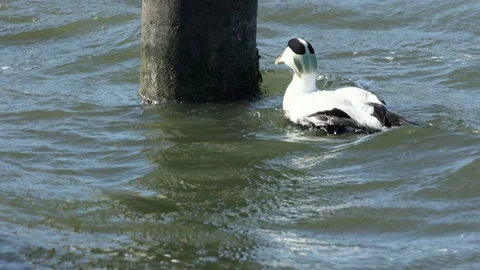 Eider ducks in Denmark. Stock Footage 178124281