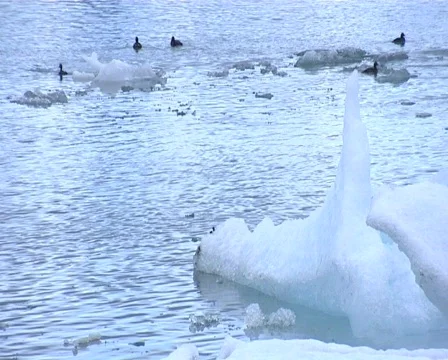 Eider ducks in ice lagoon Stock Footage 515022