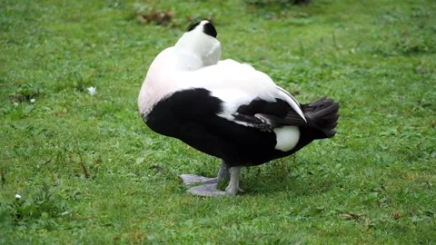 Eider Ducks Preening Stock Footage 253643328