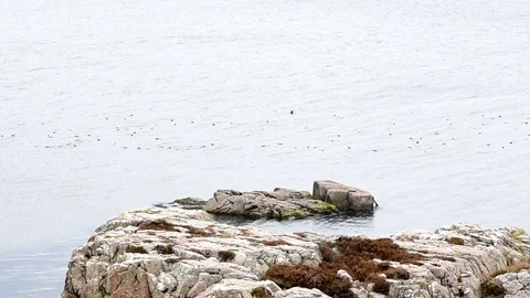 Eider flock Stock Footage 90245743