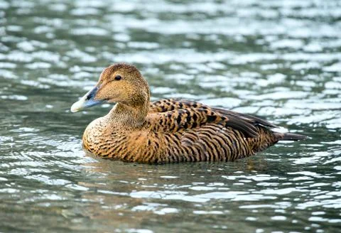 Eider Stock Photos