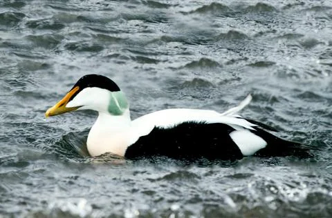 Eider Stock Photos