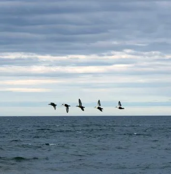 Eiders Stock Photos
