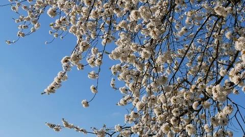 Eifel 713 Stock Footage 128585663