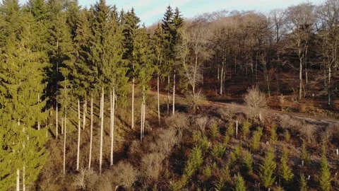 Eifel Germany Car Tree Forest Stock Footage 232855880
