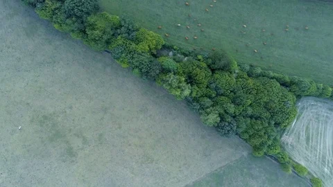 Eifel landscape Aachen sunset forest flying over green meadows with cows Stock Footage 97053429