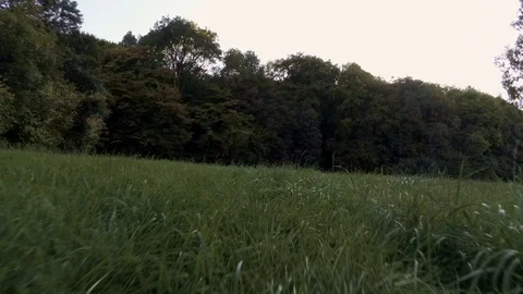 Eifel landscape sunset forest flying along and over forest border Stock Footage 97052976