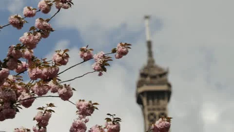 Eiffel Tower and Cherry Blossoms Stock Footage 10913012
