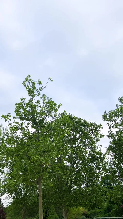 Eiffel Tower and lush tree crowns against the sky in spring in Paris, France.  Stock Footage 311942486