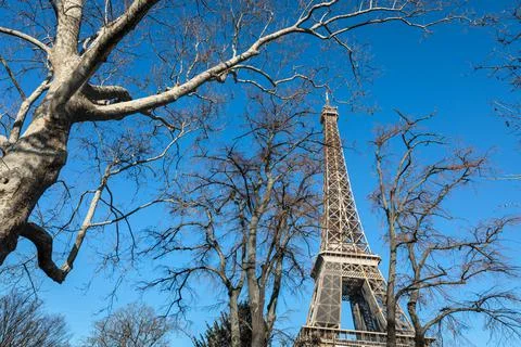 Eiffel Tower with bare trees Stockfoto's