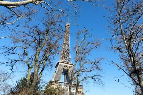 Eiffel Tower with bare trees Stockfoto's