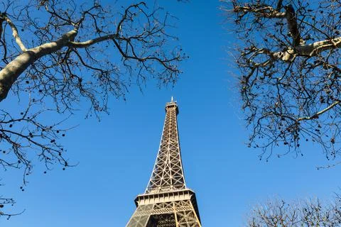 Eiffel Tower with bare trees Stockfoto's