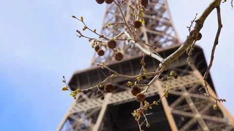 Eiffel tower with branch of chestnut tree. Blue sky background. Stock Footage 64123437