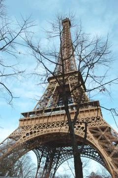 The eiffel tower in the branches of the tree. Stock Photos