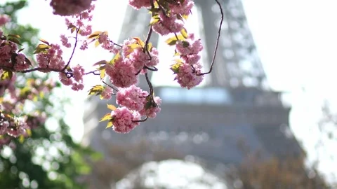 Eiffel tower with cherry blossom trees in full bloom in Paris, France Stock Footage 316893945
