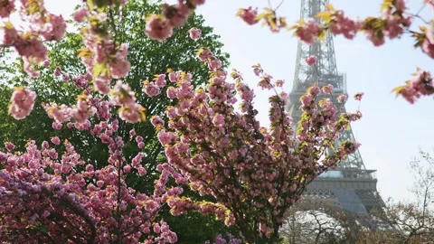 Eiffel tower with cherry blossom trees in full bloom in Paris, France Stock-Footage 316893959