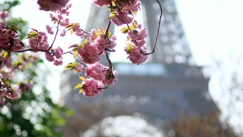 Eiffel tower with cherry blossom trees in full bloom in Paris, France Stock-Footage 316893965