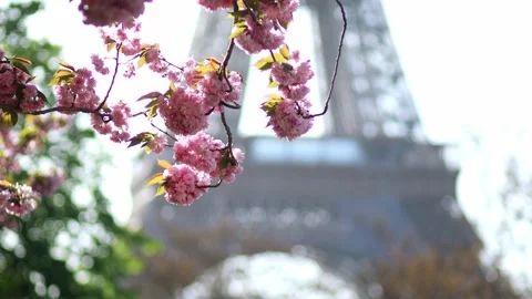 Eiffel tower with cherry blossom trees in full bloom in Paris, France Stock-Footage 316893986