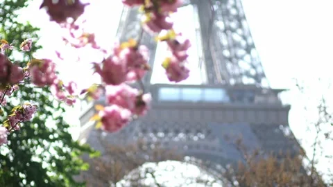 Eiffel tower with cherry blossom trees in full bloom in Paris, France Stock-Footage 316893993