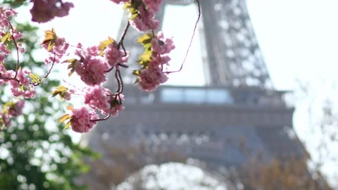 Eiffel tower with cherry blossom trees in full bloom in Paris, France Stock-Footage 316894012