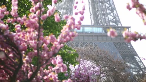 Eiffel tower with cherry blossom trees in full bloom in Paris, France Stock-Footage 316894024