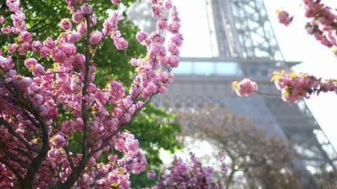Eiffel tower with cherry blossom trees in full bloom in Paris, France Stock-Footage 316894066