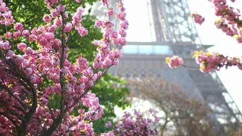 Eiffel tower with cherry blossom trees in full bloom in Paris, France Stock-Footage 316894070