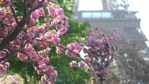 Eiffel tower with cherry blossom trees in full bloom in Paris, France Stock-Footage 316894115