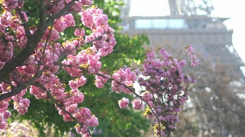 Eiffel tower with cherry blossom trees in full bloom in Paris, France Stock-Footage 316894116