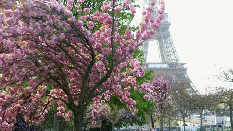 Eiffel tower with cherry blossom trees in full bloom in Paris, France Stock-Footage 316894148