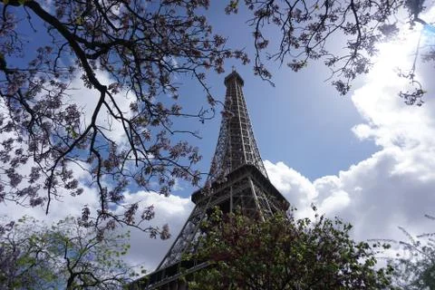 The Eiffel Tower with Cherry Blossoms Fotos Stock