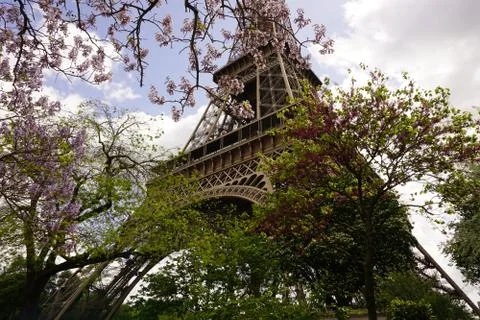 The Eiffel Tower with Cherry Blossoms Fotos Stock