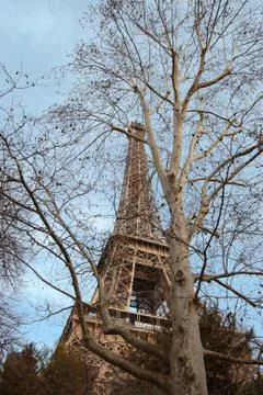 Eiffel tower concealed among the trees. Stock-Fotos