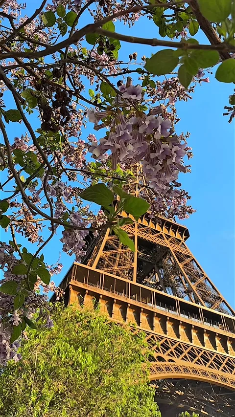 Eiffel Tower framed by blooming spring flowers in Paris Stock Footage 307757183