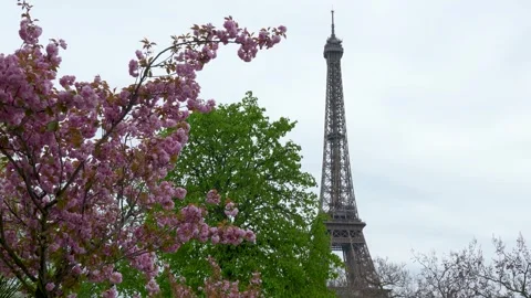 Eiffel Tower Framed by Blooming Trees in Paris Spring Stock Footage 332971719