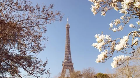 Eiffel tower framed by branches and white blossoms Stock Footage 182900672
