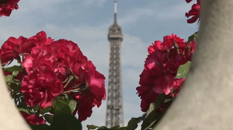 Eiffel Tower Framed by Red Flowers 1 Stock Footage 52882369