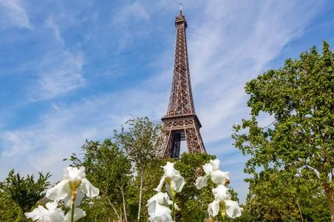 The Eiffel Tower in Paris The Eiffel Tower in Paris among the spring green... Stock Photos
