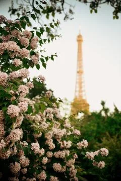 Eiffel Tower Paris 写真素材
