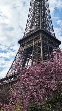 Eiffel Tower in Paris with spring cherry blossom and blue sky, France. 写真素材