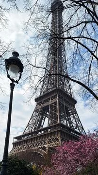 Eiffel Tower in Paris with spring cherry blossom and blue sky, France. 스톡 사진