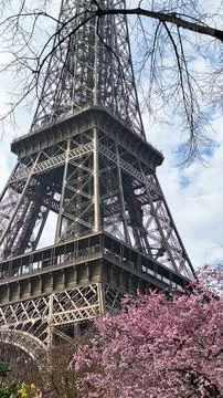 Eiffel Tower in Paris with spring cherry blossom and blue sky, France. Foto stock