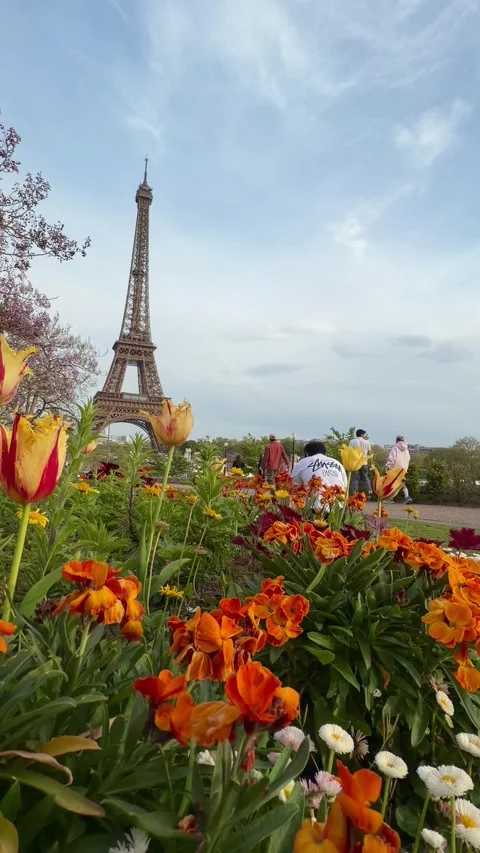 Eiffel Tower rising behind vibrant spring flowers in Paris, France Video stock 334113057