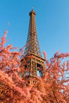 Eiffel Tower through beautiful spring pink flower bushes in Paris France at e Stock Photos
