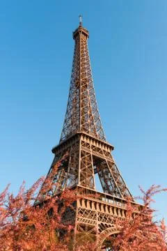 Eiffel Tower through beautiful spring pink flower bushes in Paris France Stock Photos