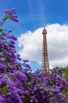 Eiffel Tower through beautiful spring violet flower bushes in Paris France at Stock Photos