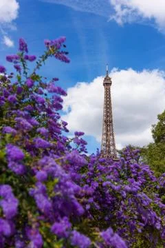 Eiffel Tower through beautiful spring violet flower bushes in Paris France at Stock Photos